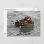 Carte Postale Arlequin femme canard à l'eau (Devant / Derrière)