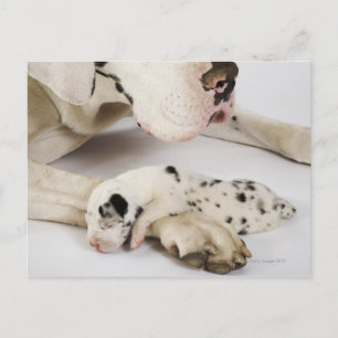 Carte Postale Arlequin grand chiot Dane dormant sur sa mère