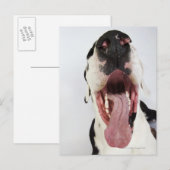 Carte Postale Arlequin grand Danois avec bouche ouverte, gros pl (Devant / Derrière)