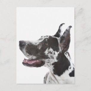Carte Postale Arlequin Great Dane
