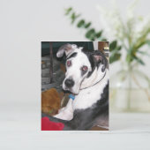 Carte Postale Arlequin Great Dane (Debout devant)