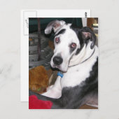 Carte Postale Arlequin Great Dane (Devant / Derrière)