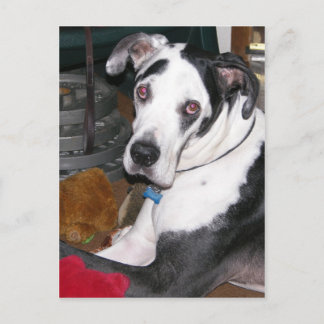 Carte Postale Arlequin Great Dane
