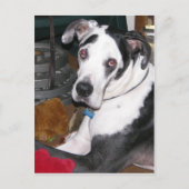 Carte Postale Arlequin Great Dane (Devant)