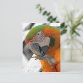 Carte postale Arlequin Macaw Pied (Debout devant)