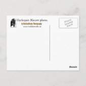 Carte postale Arlequin Macaw Pied (Dos)