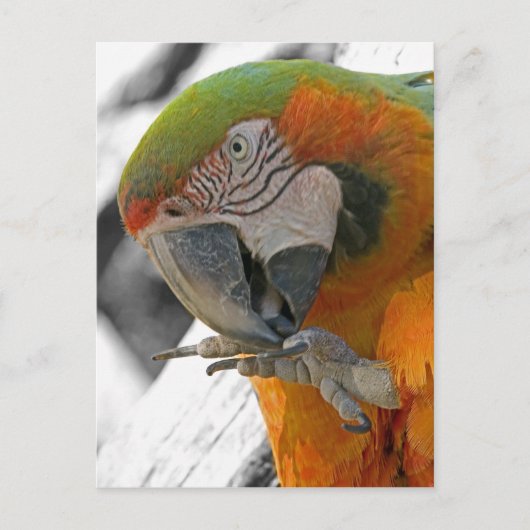 Carte postale Arlequin Macaw Pied (Devant)