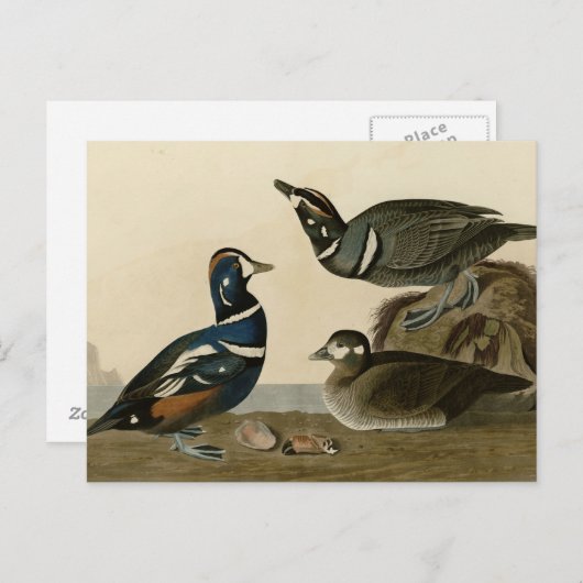 Carte Postale Arlequin plongeur (Devant / Derrière)