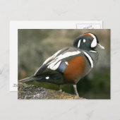 Carte Postale Arlequin plongeur (drake) (Devant / Derrière)
