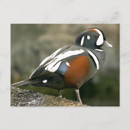 Carte Postale Arlequin plongeur (drake) (Devant)