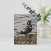 Carte Postale Arlequin plongeur mâle, île de l'Unalaska (Debout devant)