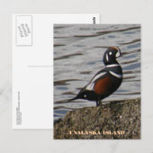 Carte Postale Arlequin plongeur mâle, île de l'Unalaska (Devant / Derrière)