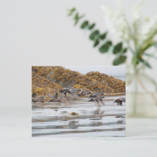 Carte Postale Arlequins Arlequins En Vol (Debout devant)