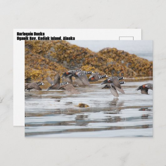 Carte Postale Arlequins Arlequins En Vol (Devant / Derrière)