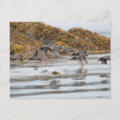 Carte Postale Arlequins Arlequins En Vol (Devant)