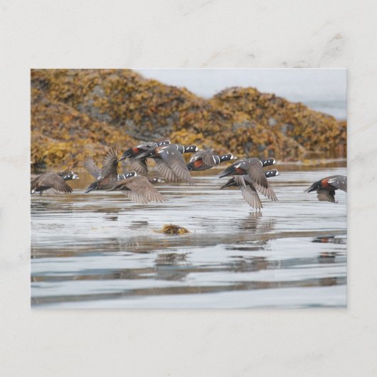 Carte Postale Arlequins Arlequins En Vol (Devant)