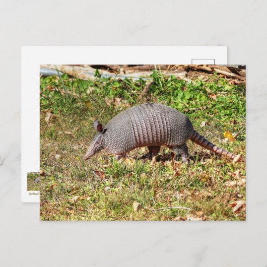 Carte Postale Armadillo (Devant / Derrière)