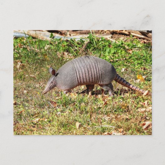 Carte Postale Armadillo (Devant)