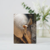 Carte postale Armadillo (Debout devant)