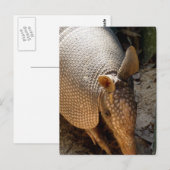 Carte postale Armadillo (Devant / Derrière)