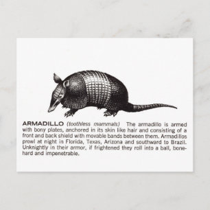 Carte Postale armadillo
