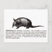 Carte Postale armadillo (Devant)