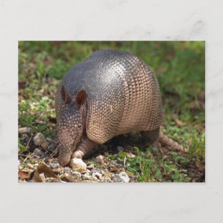 Carte Postale Armadillo