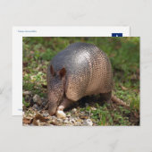 Carte Postale Armadillo (Devant / Derrière)