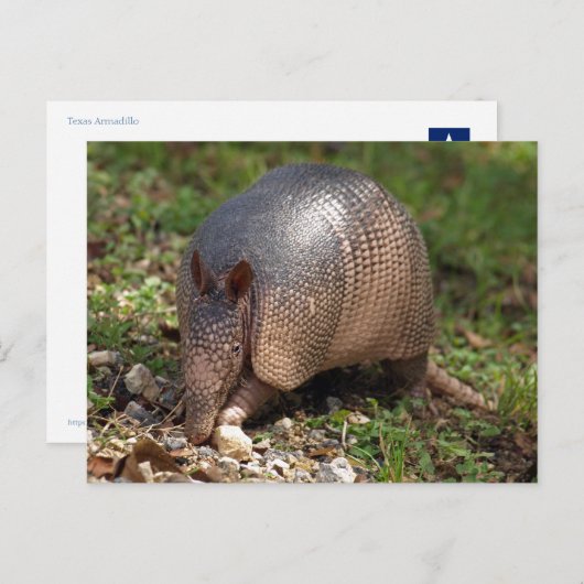 Carte Postale Armadillo (Devant / Derrière)