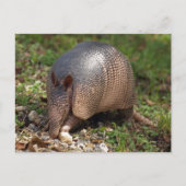 Carte Postale Armadillo (Devant)