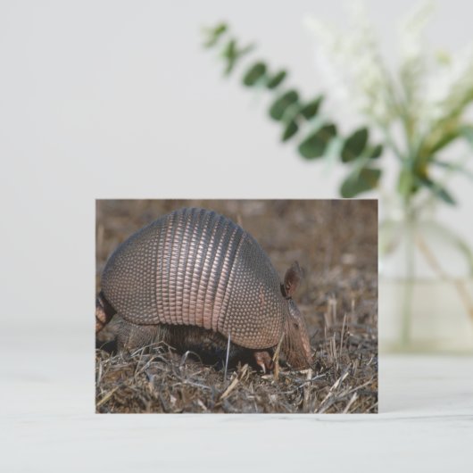 Carte postale Armadillo (Debout devant)