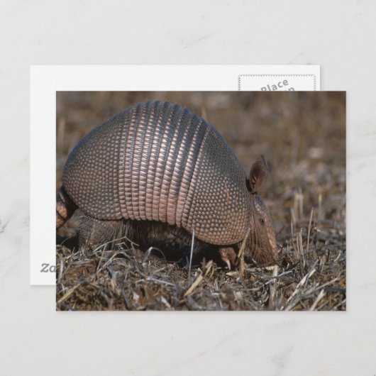Carte postale Armadillo (Devant / Derrière)