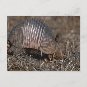 Carte postale Armadillo