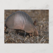 Carte postale Armadillo (Devant)