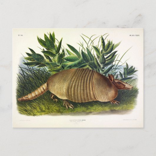Carte Postale Armadillo à nez long, à neuf bandes, par Audubon (Devant)