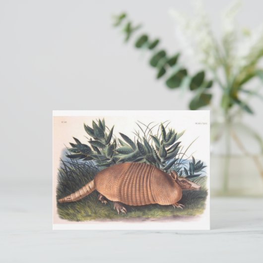 Carte Postale Armadillo d'Audubon (Debout devant)