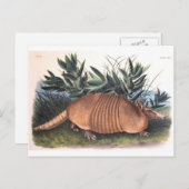 Carte Postale Armadillo d'Audubon (Devant / Derrière)