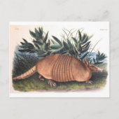Carte Postale Armadillo d'Audubon (Devant)
