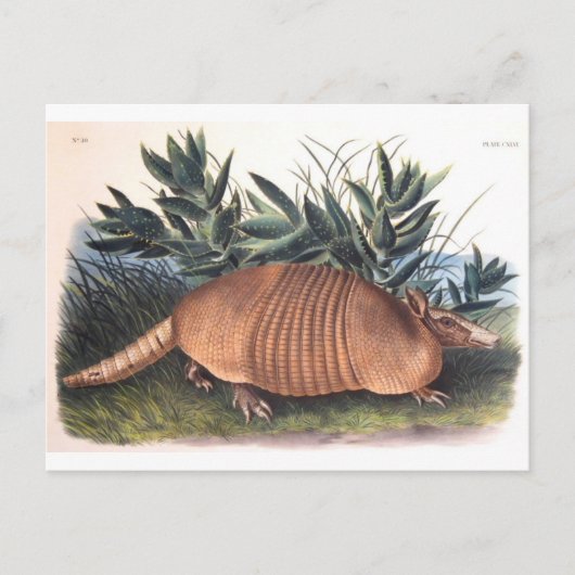 Carte Postale Armadillo d'Audubon (Devant)