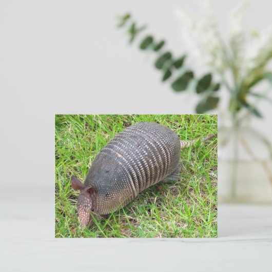 Carte Postale Armadillo en Grass vert (Debout devant)