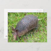 Carte Postale Armadillo en Grass vert (Devant / Derrière)
