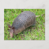 Carte Postale Armadillo en Grass vert (Devant)