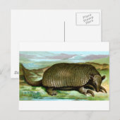 Carte Postale Armadillo géant (Devant / Derrière)