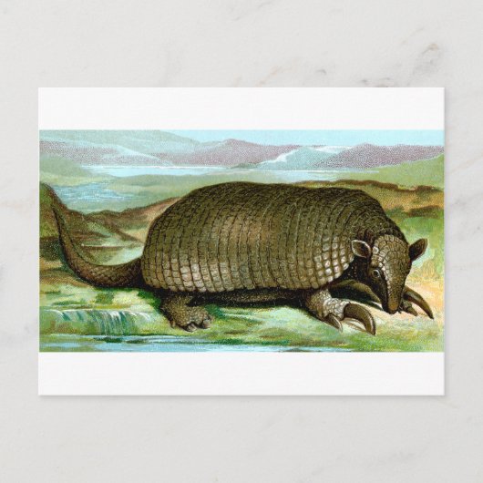 Carte Postale Armadillo géant (Devant)