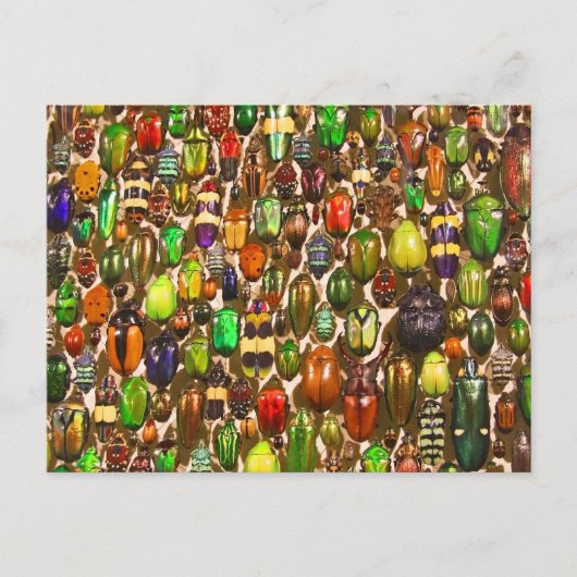 Carte Postale Armée des coléoptères et des insectes (Devant)