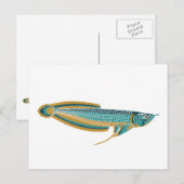 carte postale arowana (Devant / Derrière)