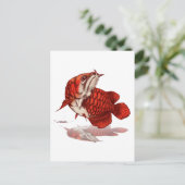 Carte Postale Arowana asiatique (Debout devant)