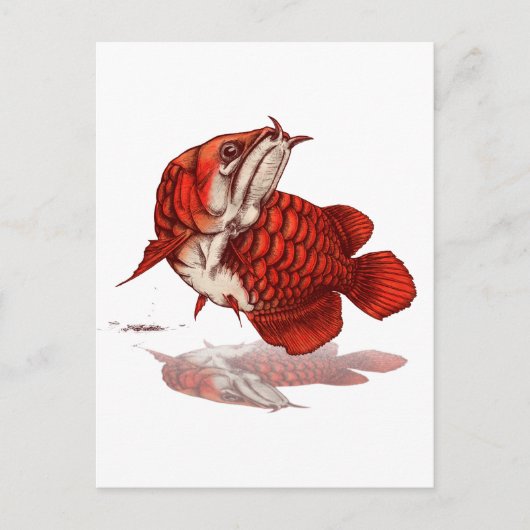 Carte Postale Arowana asiatique (Devant)