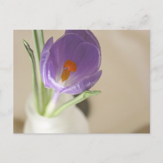 Carte Postale Arrangement de crocus (Devant)