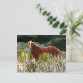 Carte Postale Arrêt de Cheval Sauvage (Debout devant)